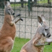 Црвени кенгури - 10/05/2016